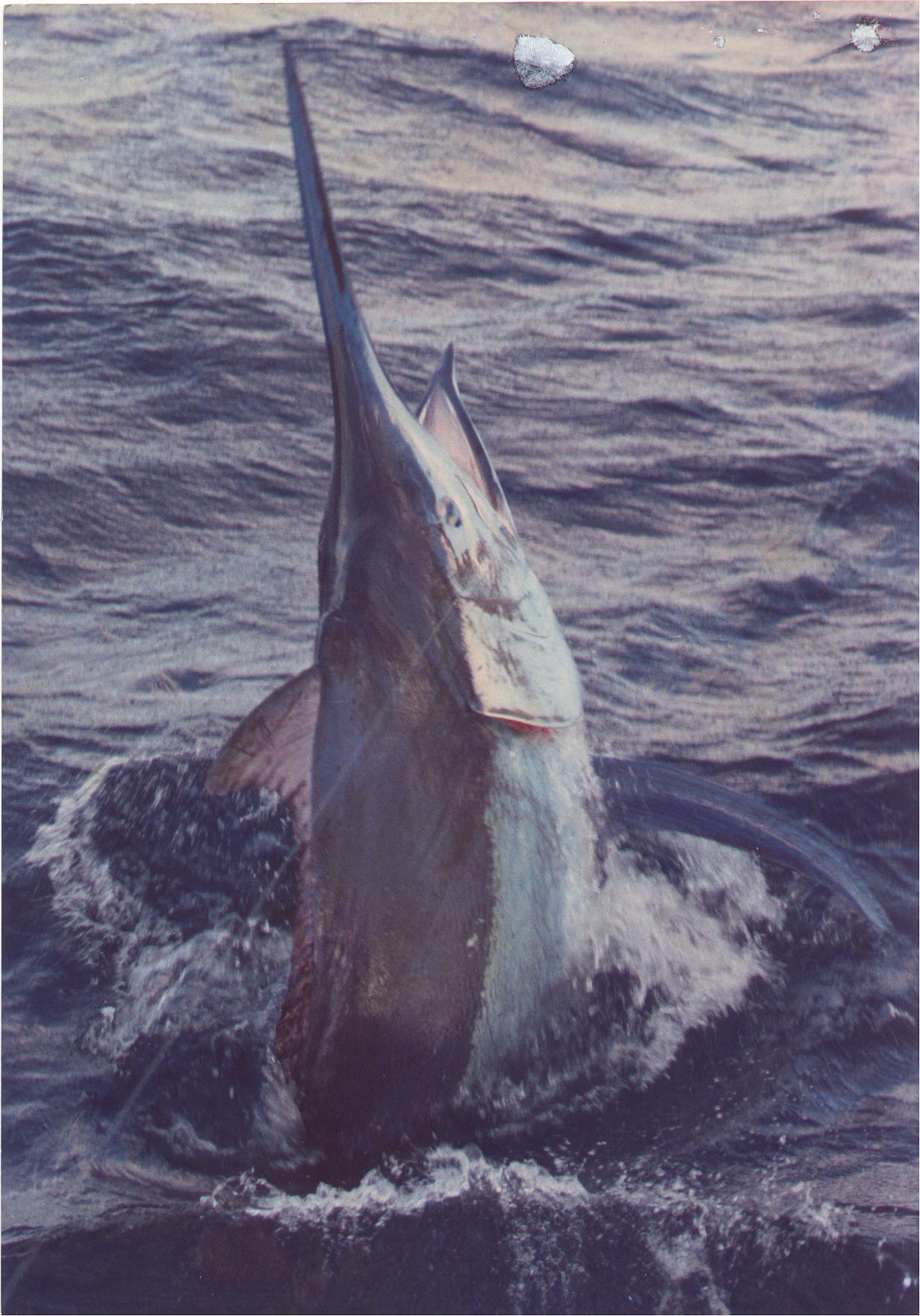 A Marlin about too jump